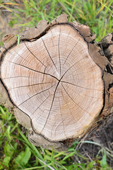 Cracked log. background of cracked section of old dry wood