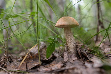 Summer is a great time to collect boletus