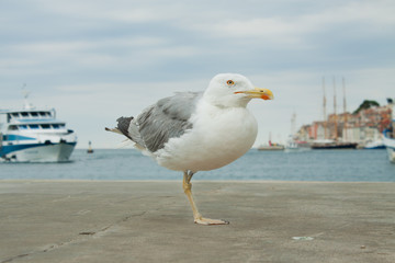 Fototapeta na wymiar large sea gull standing on a pier on the background of yachts