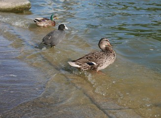 Poule d'eau et canards