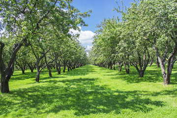 Fototapeta na wymiar Apple orchard. The summer mood. Camping. The picturesque garden. Beautiful Park. A bright Sunny day. The trees in the forest. A place of rest. Apple gardens in Kolomenskoye,Moscow,Russia.