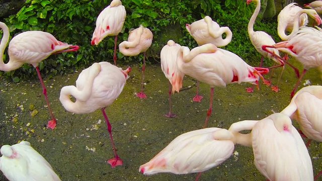 1080p video - Flock of pink flamingos, each resting on one leg, in their realistic habitat, at a zoological park in Thailand, southeast Asia.