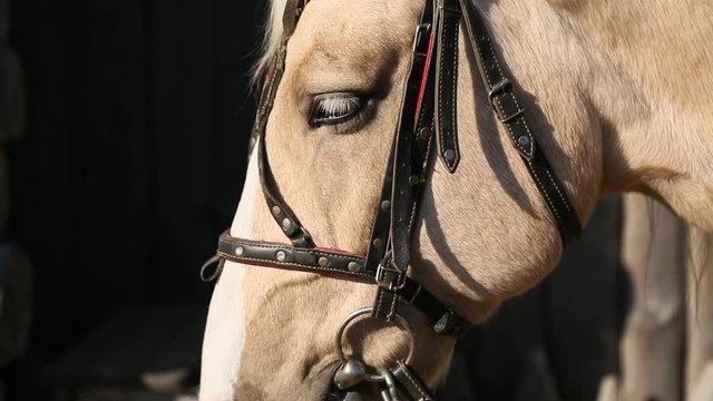 A beige horse close up.