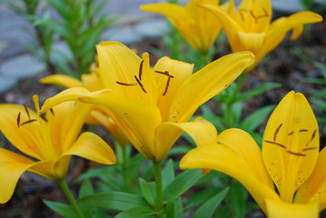 Lilium Asiatic Yellow flower.
Lily is a fabulously strong tetraploid plant with lush foliage and large, vivid yellow blooms. Lily flowers are trumpet- shaped, reflexed, cup- shaped or bowl- shaped. 