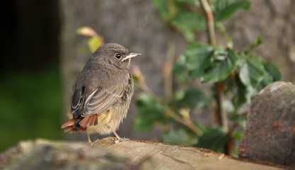 black redstart
