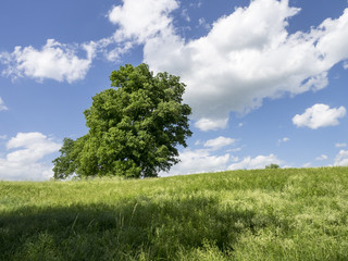 Fototapeta na wymiar Summer Hillside: A bright sunny day on a Hudson Valley hill with large Maple trees and a blue and white sky