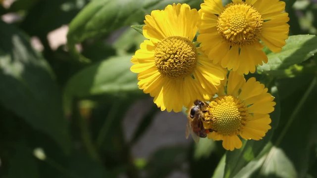 bee collecting pollen closeup