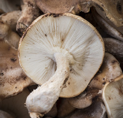 Shitake Mushroom Gills: A closeup view of the underside of a Shitake mushroom cap showing the creamy white gills or Lamella