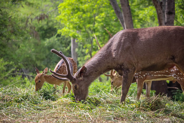 Obraz premium Sambar deer eat grass on the forest