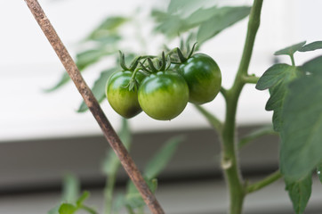 ミニトマトの家庭菜園