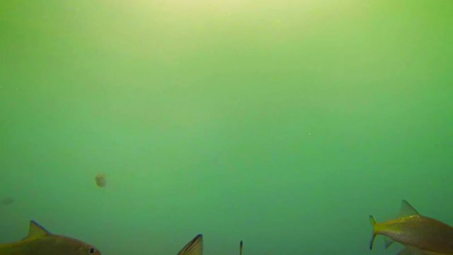 Video FullHD - School of endangered, wild bala sharks swimming around in the naturally murky, green water of the Nam Song River near Vang Vieng, Laos.