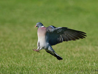 Common Wood Pigeon (Columba palumbus)