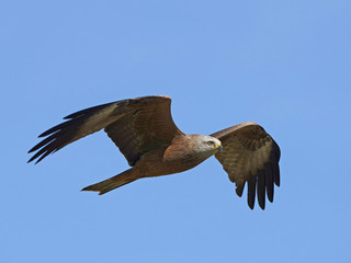 Red kite (Milvus milvus)