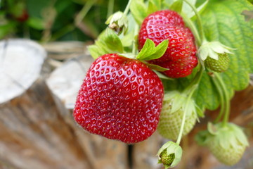 Erdbeere in natura 