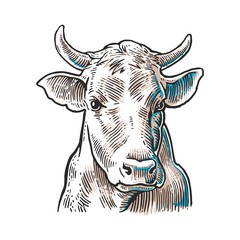 Cows head. Hand drawn in a graphic style. Vintage vector engraving illustration for info graphic, poster, web. Isolated on white background.