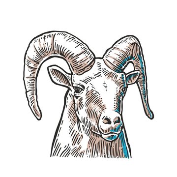 Goat head on white background.