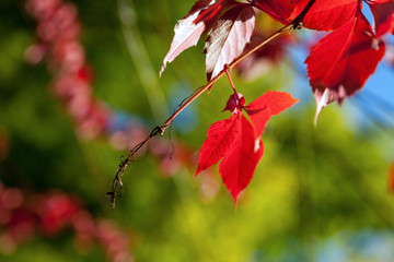 Red leaves on the branch