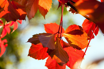 Autumn red leaves under sunlight
