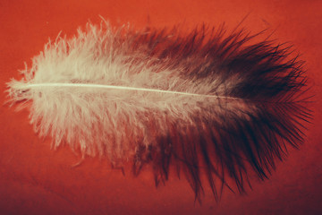 Feather on bright red background