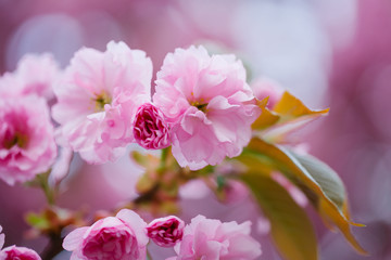 Pink blossoming flowers