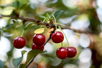 Cherries hanging on a cherry tree branch. Shallow depth of field.
  
