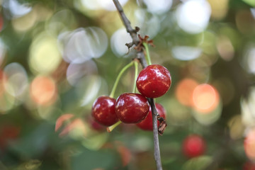 Cherries hanging on a cherry tree branch. Shallow depth of field.
  