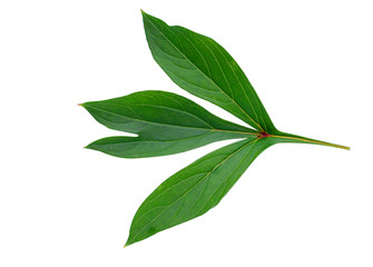 Peony leaf isolated on white background