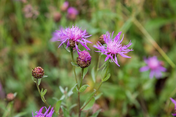 Violet flower of wild thistle (carduus)