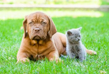 Bordeaux puppy dog and small kitten lying together on green gras