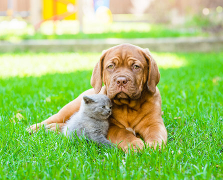 Bordeaux Puppy And Kitten Playing On Nature