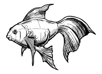 sketch of Gold fish
