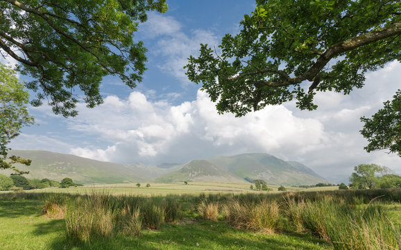 British Countryside Through Green Tree Branches