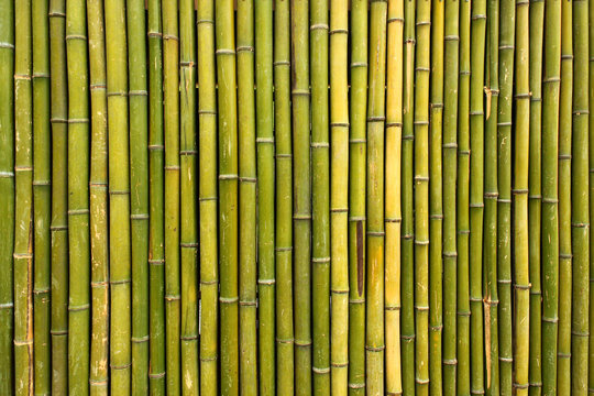 Old scratched green yellow bamboo fence background