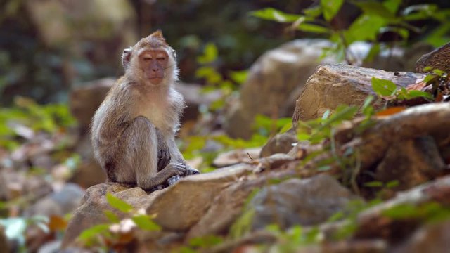 Cute and curious monkey, sitting on a rock and chewing on something as he plays with sticks. 4k video