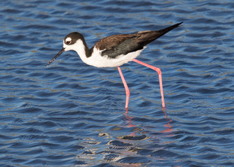 Black-necked stilt, seen in a North California marsh