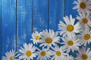 Obraz premium White chamomile flowers on the wooden background