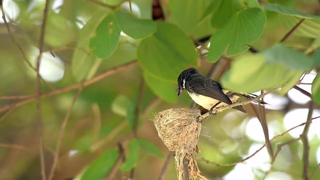 Pied Fantail, Rhipidura javanica, nature wild bird feeding its baby in nest