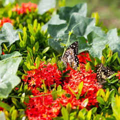Butterfly with red flower spike Gord.