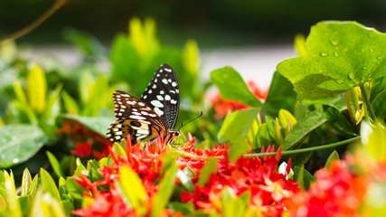 Butterfly with red flower spike Gord.