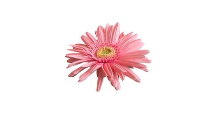 pink gerbera flower isolated on white background