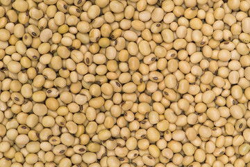 Soybean background, Seed background and textured