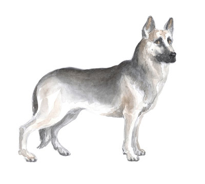 East European shepherd. Image of a big thoroughbred dog. Watercolor painting.