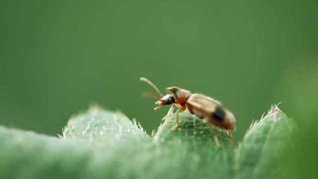 Video - Extreme closeup of a small, brown beetle with a horn on his shoulders and a black pattern on his back, sitting on a leaf and cleaning his antennae and legs.