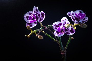 Orchid, Phalaenopsis, flowers, close-up, macro.