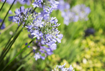 Wild flower close-up. Lilac flower on green bokeh background. 