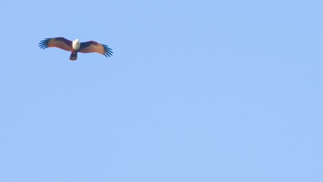 Video 1920x1080 - Extreme zoom shot of a Brahminy Kite, a medium sized bird of pray, soaring at high altitude in search of food along a beach in Thailand, Southeast Asia.
