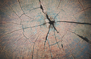 Wood surface texture.Heartwood.Wood slice texture. vintage old wood texture backgrounds