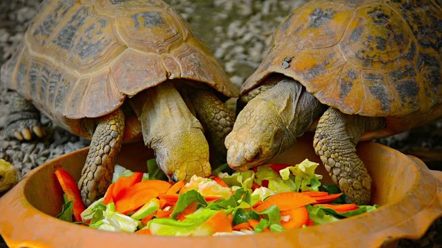 Video - Pair of captive tortoises sharing a romantic lunch of mixed vegetables in the reptile exhibit at Chiang Mai Zoo in Thailand.