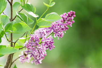 Fototapeta na wymiar looming lilacs , purple flowers