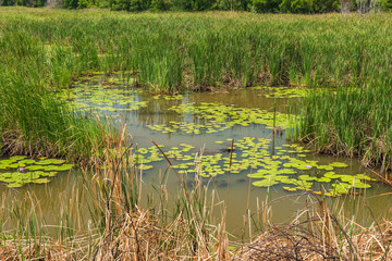 Scenic of swamps in national park